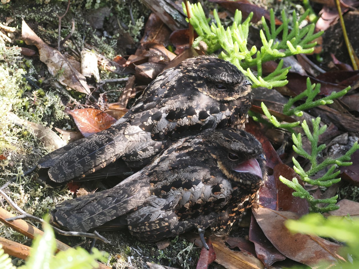 Diabolical Nightjar - ML639245155