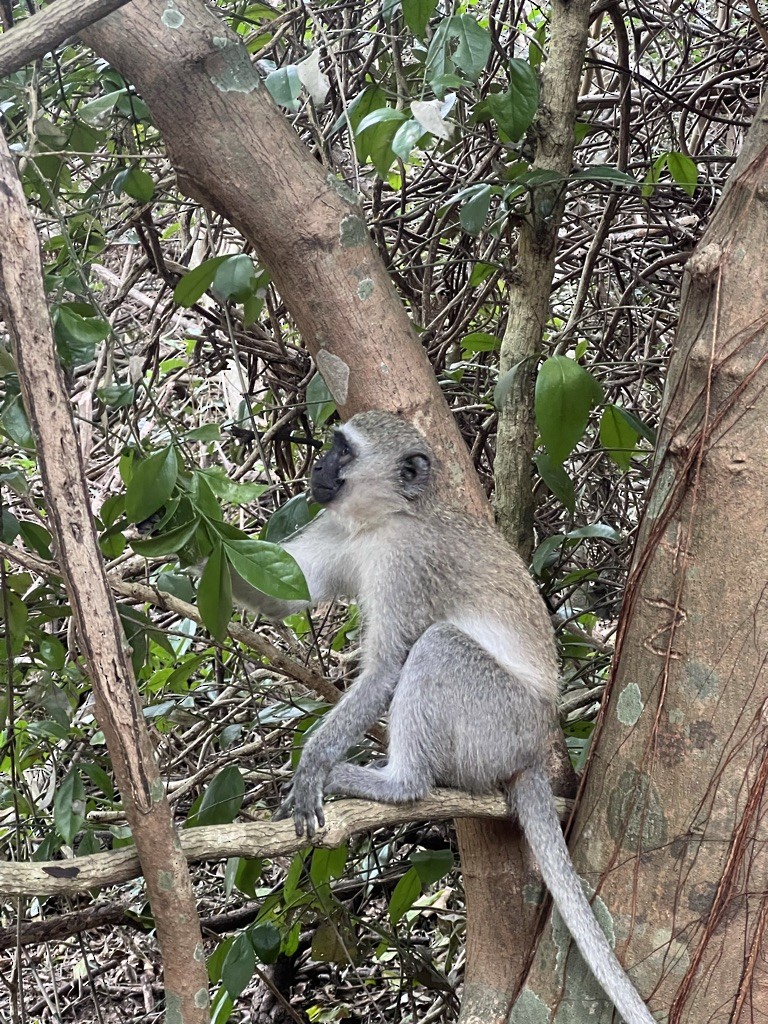 Vervet Monkey - ML639245202