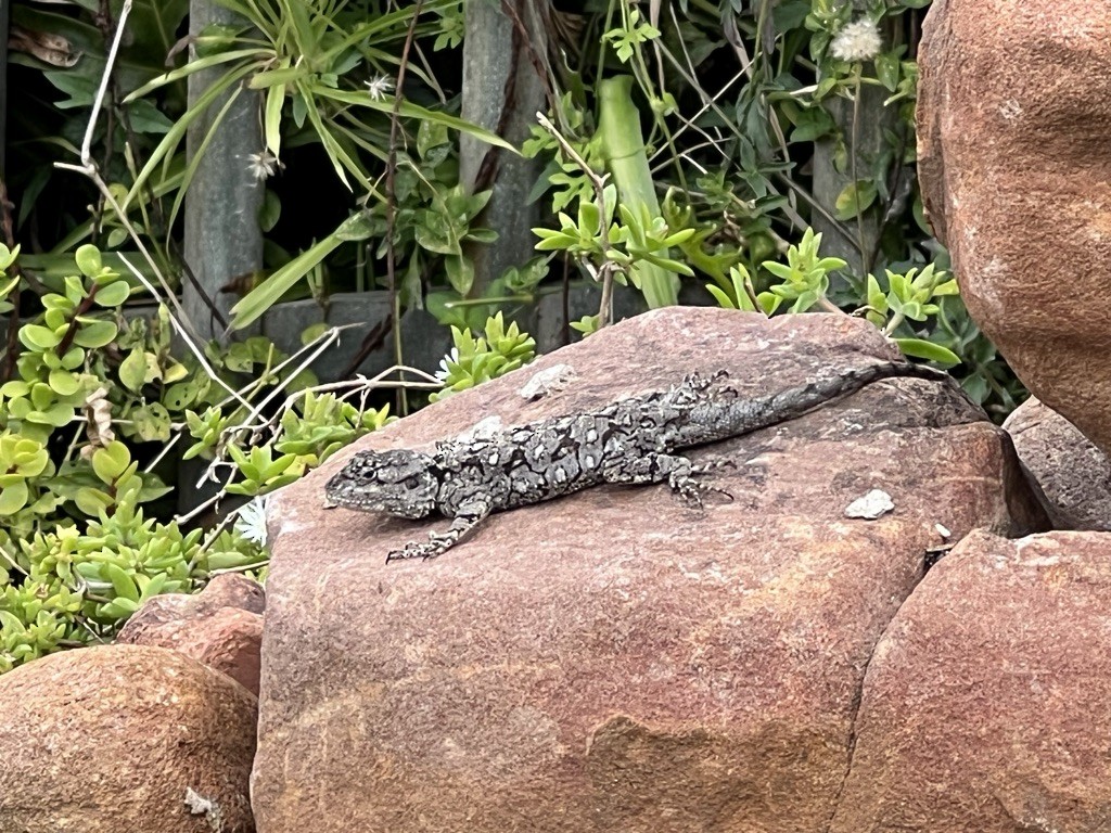 Southern Tree Agama - ML639245203