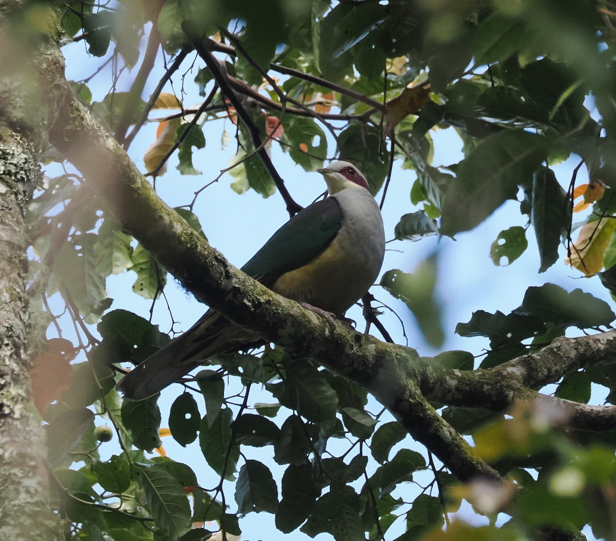 Red-eared Fruit-Dove (Red-eared) - ML639245243