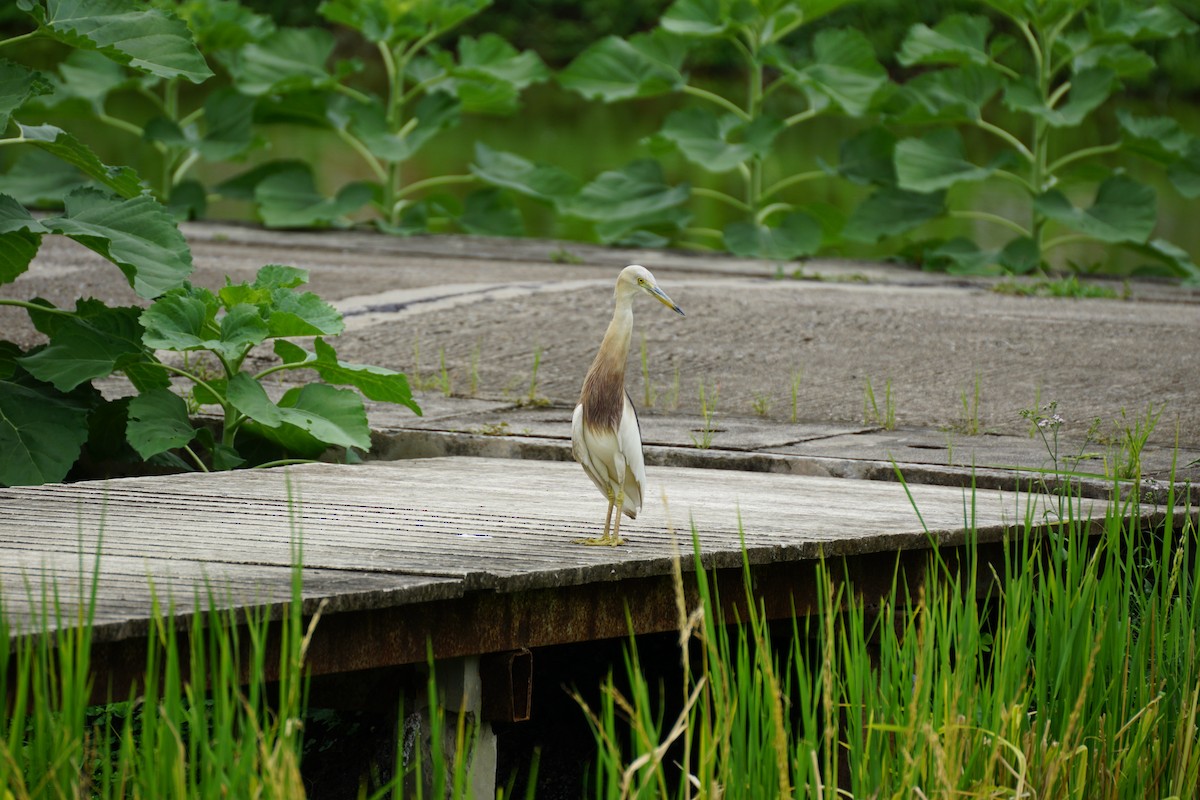 Javan Pond-Heron - ML639245246
