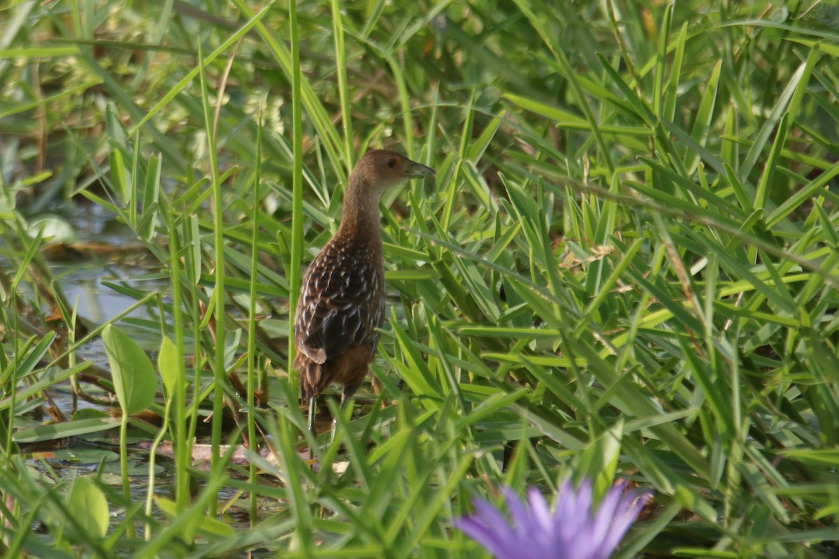 Striped Crake - ML639245291
