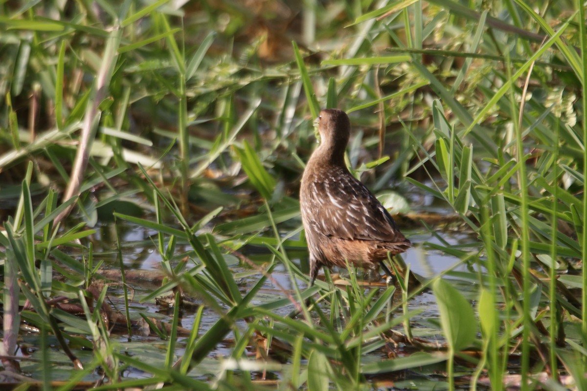 Striped Crake - ML639245292