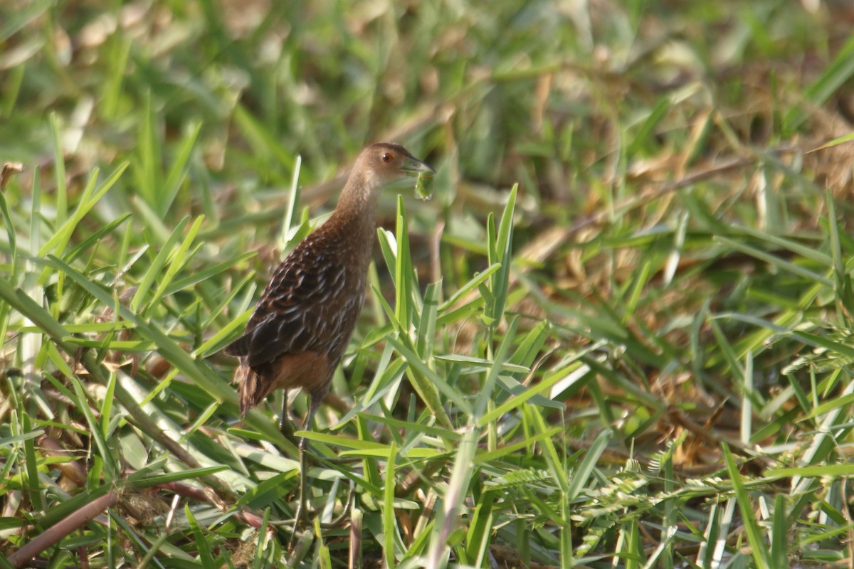 Striped Crake - ML639245293