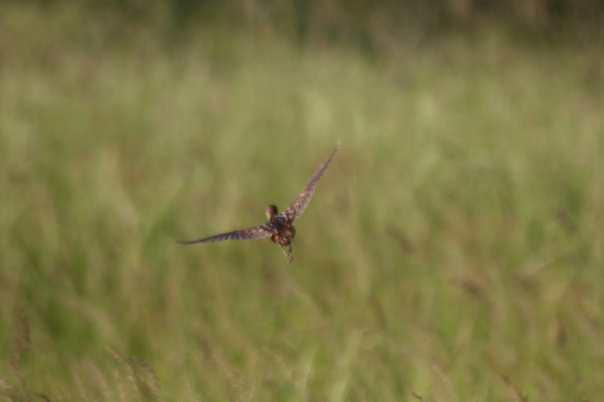 Striped Crake - ML639245295