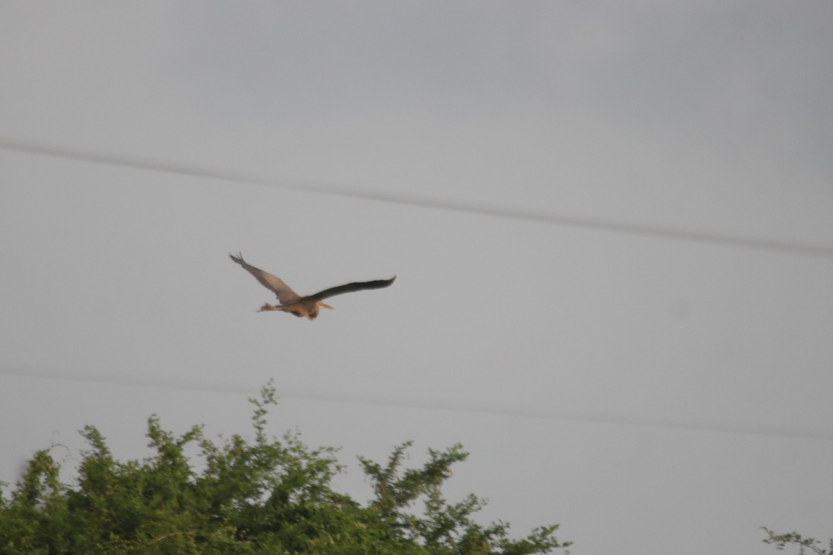 Purple Heron - ML639245309