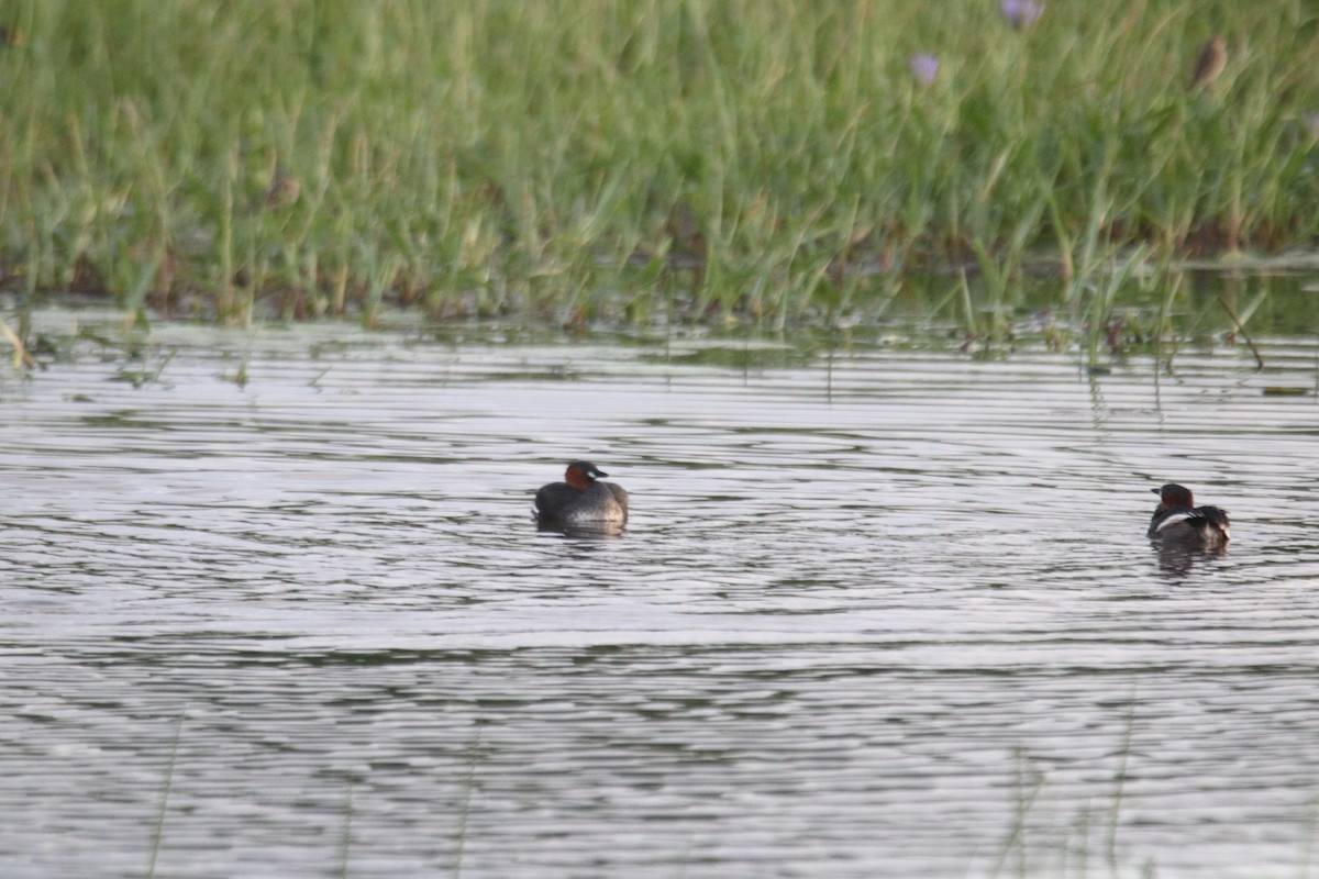 Little Grebe - ML639245314
