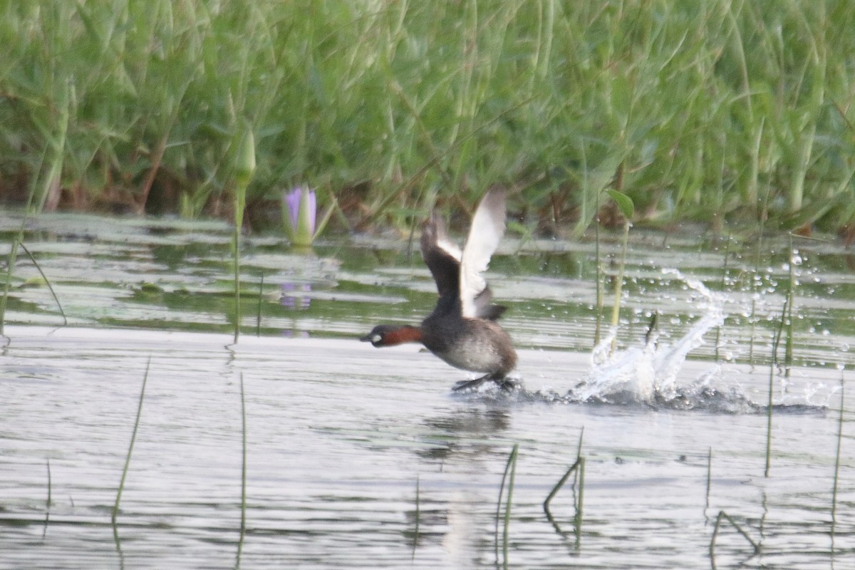 Little Grebe - ML639245316