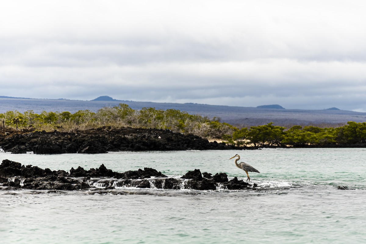 Great Blue Heron - ML639245328