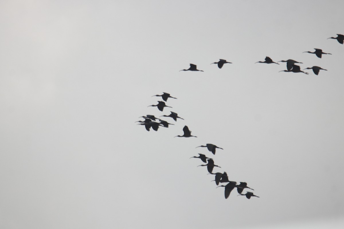 African Openbill - ML639245334