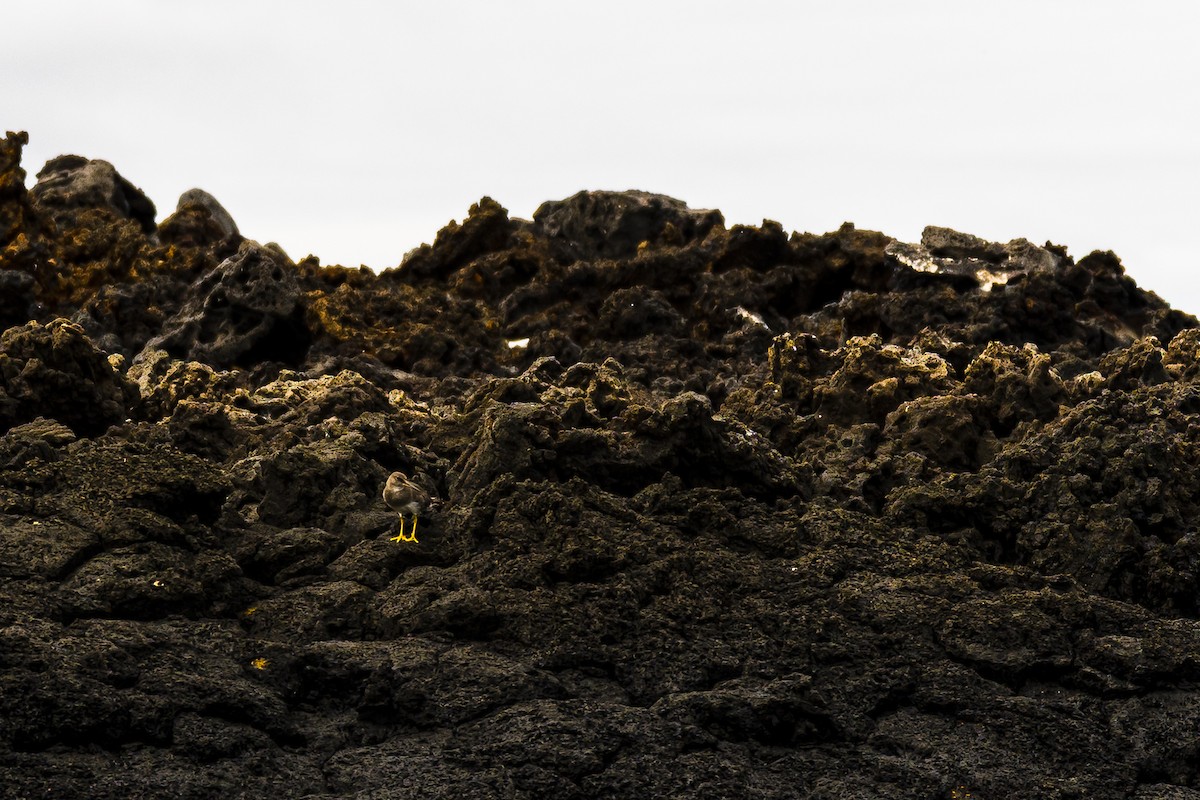 Wandering Tattler - ML639245403