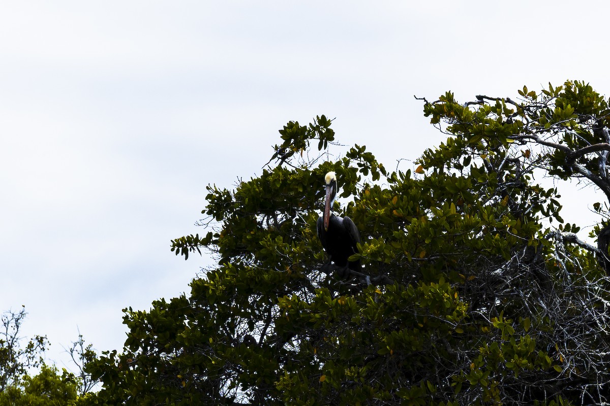 Brown Pelican - ML639245411