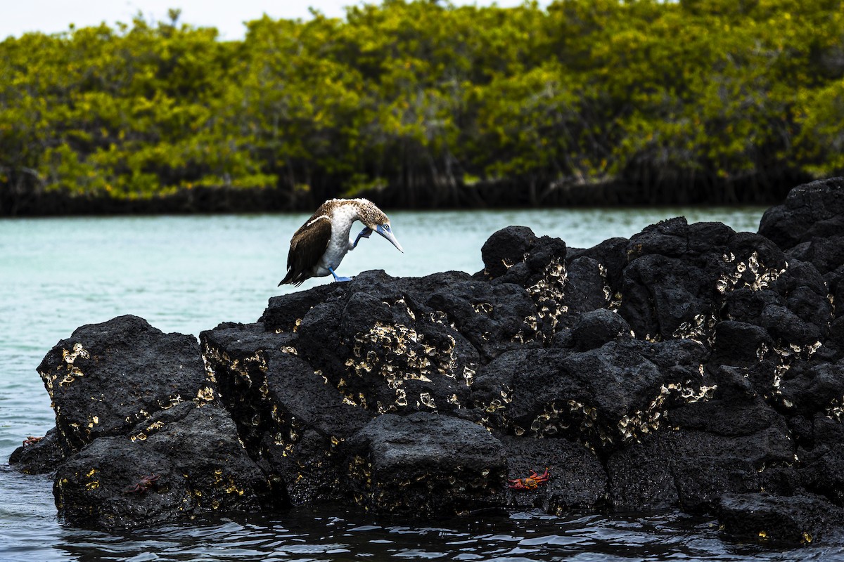 Blue-footed Booby - ML639245486