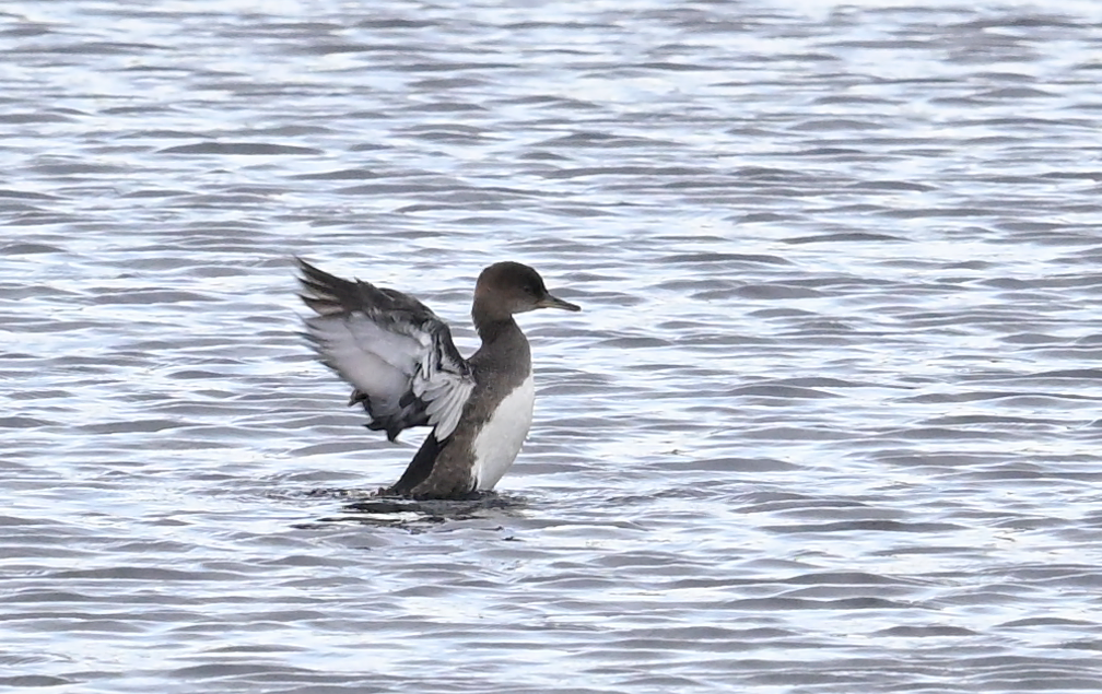 Hooded Merganser - ML639245492