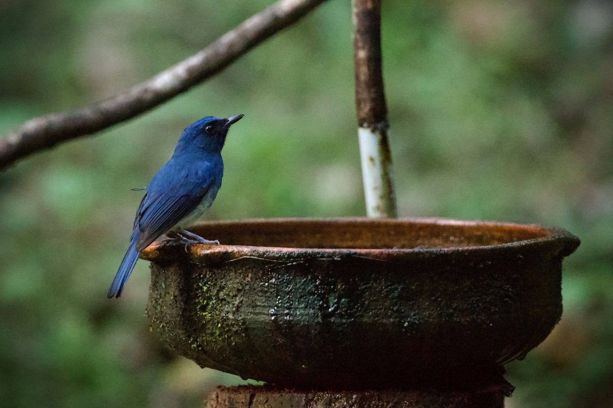White-bellied Blue Flycatcher - ML639245522