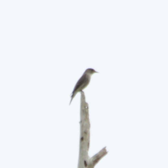 Olive-sided Flycatcher - ML639245548