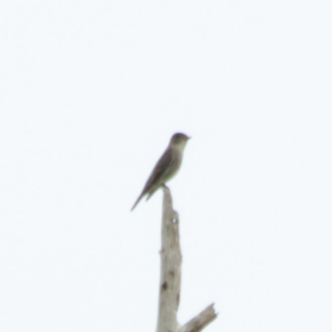 Olive-sided Flycatcher - ML639245549