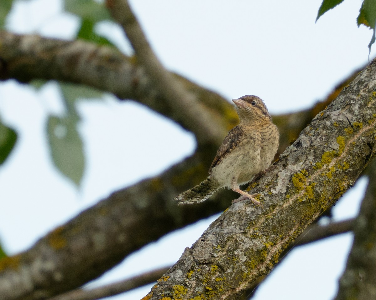 Eurasian Wryneck - ML639245555