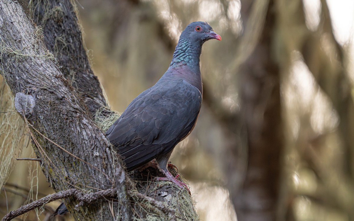 Bolle's Pigeon - ML639245576