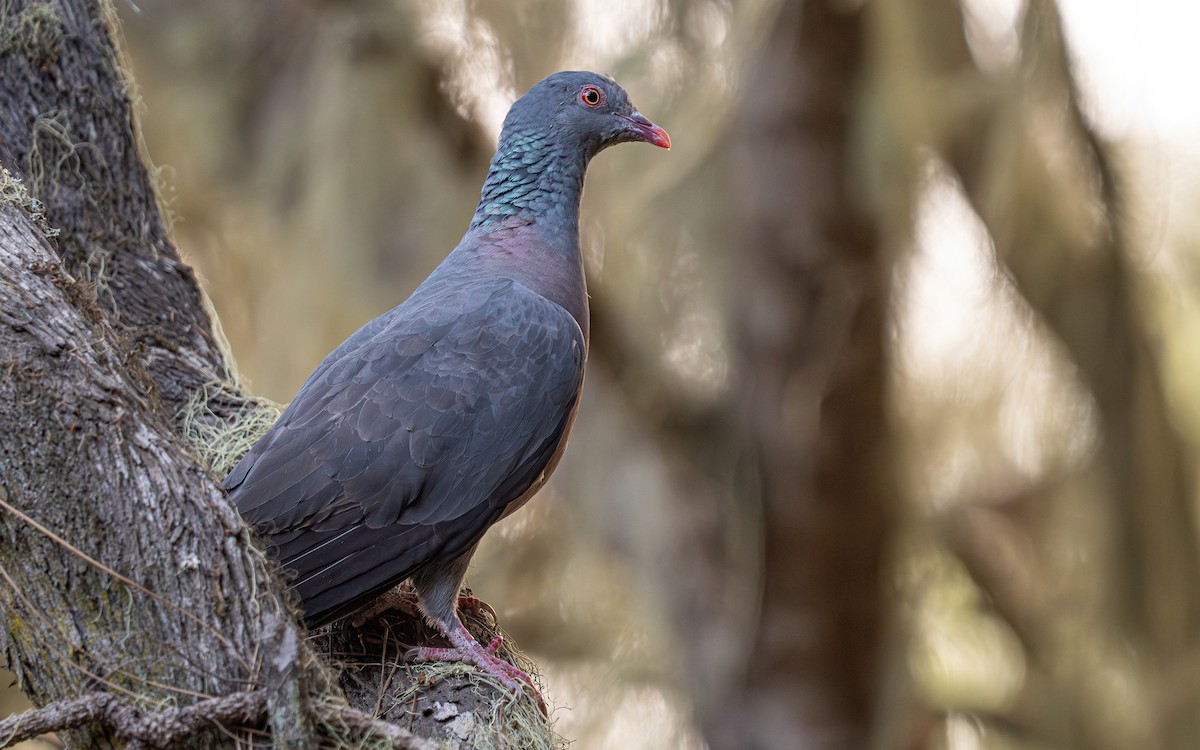 Bolle's Pigeon - ML639245610