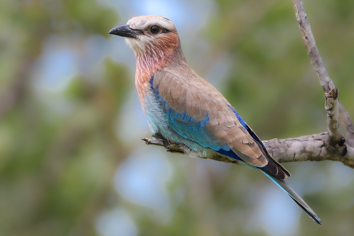 Lilac-breasted Roller - ML639245617