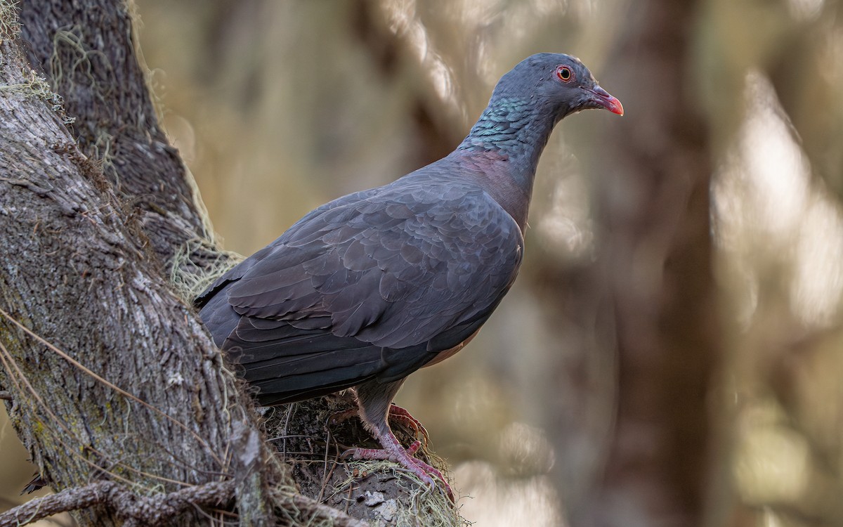 Bolle's Pigeon - ML639245633