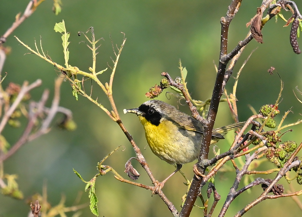 Common Yellowthroat - ML639245711