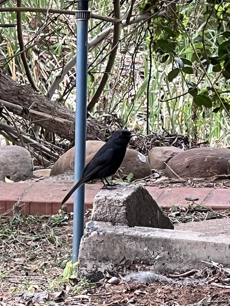 Southern Black-Flycatcher - ML639245733