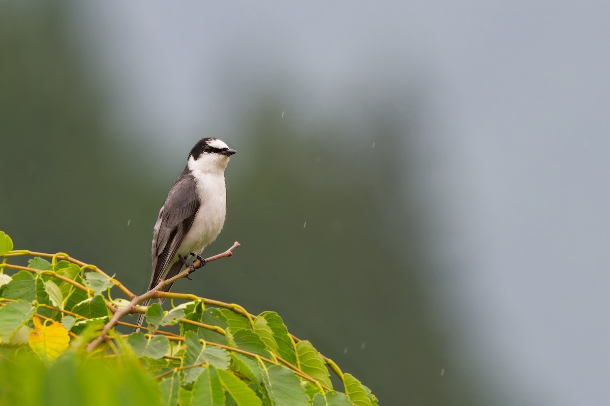 Ashy Minivet - ML639245734