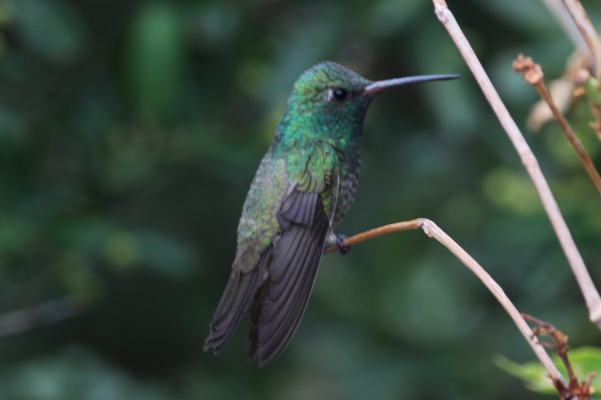 Broad-billed x Berylline Hummingbird (hybrid) - ML639245747