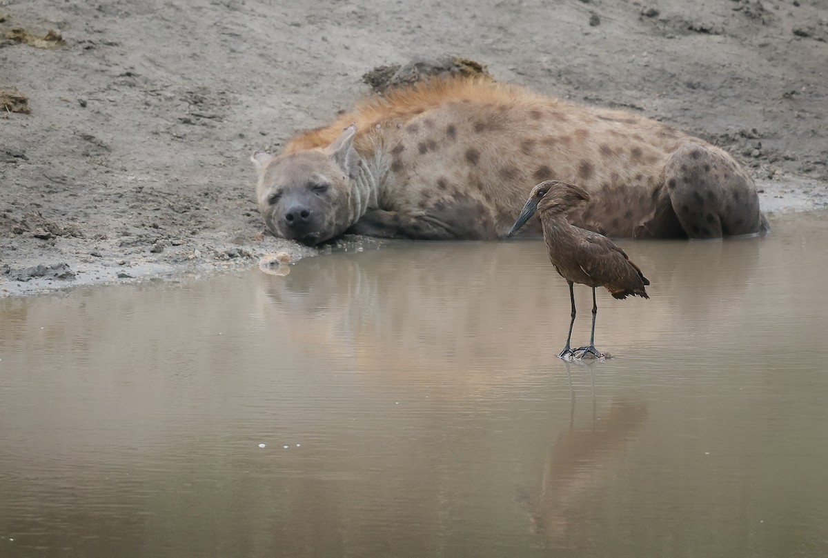 Hamerkop - ML639245764