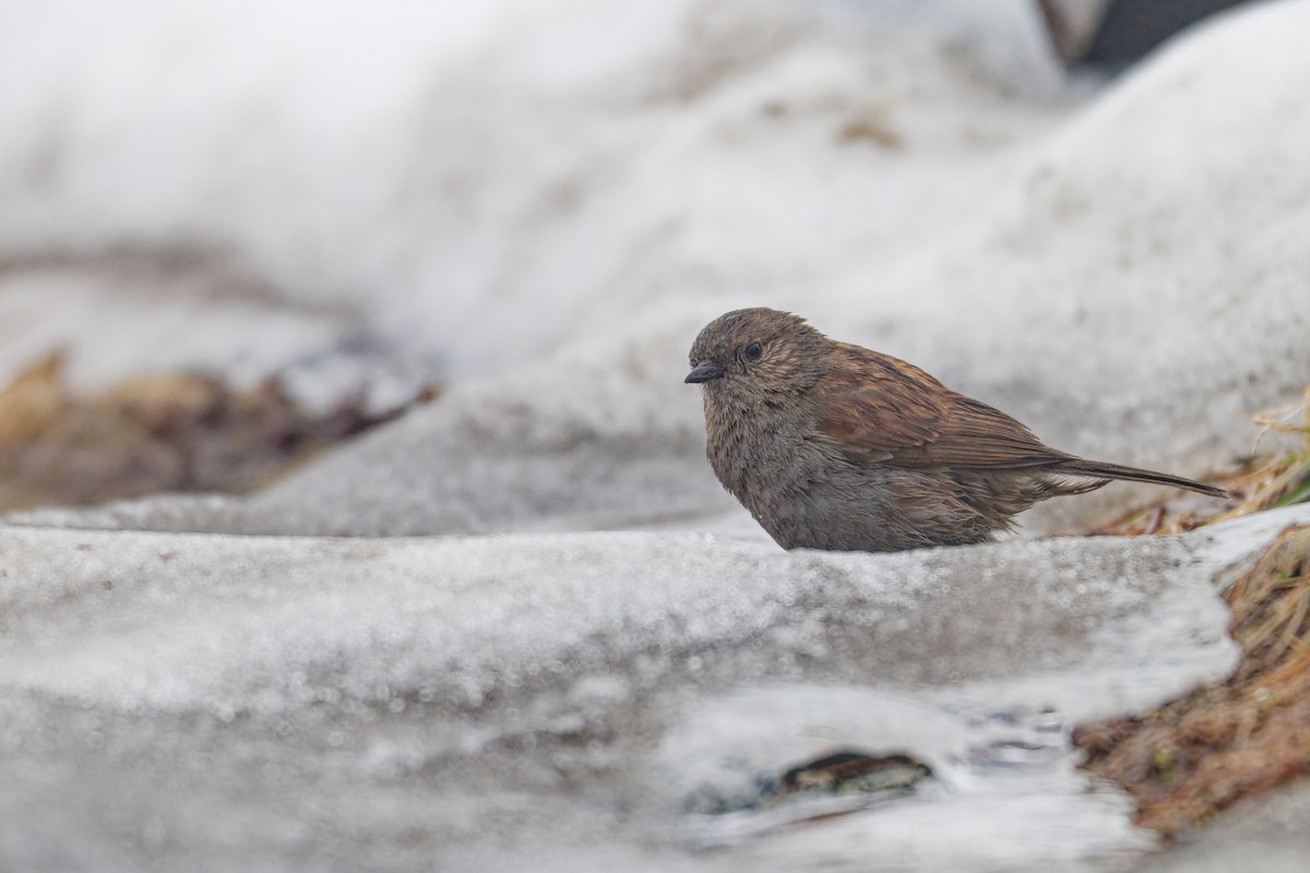 Japanese Accentor - ML639245765