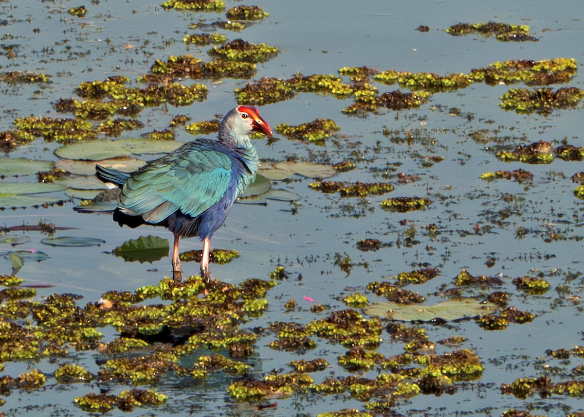 Talève à tête grise - ML639245767