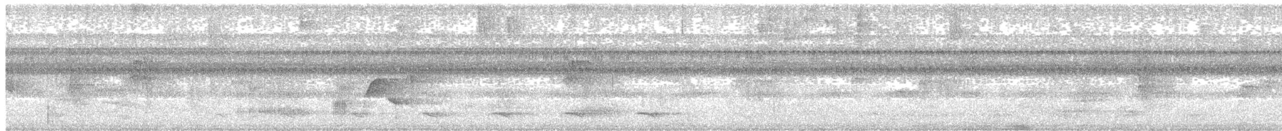 rødstripemanakin - ML639245867