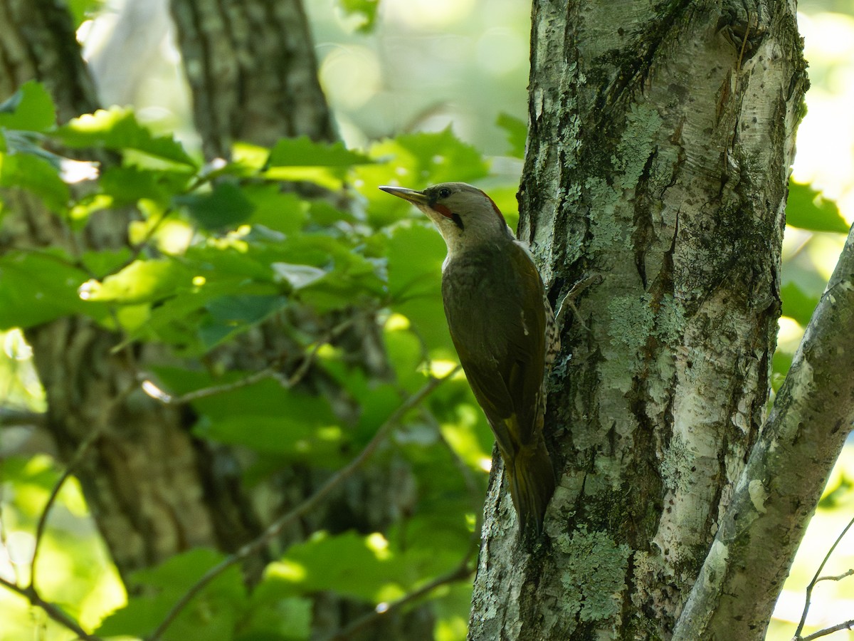 Japanese Woodpecker - ML639245876