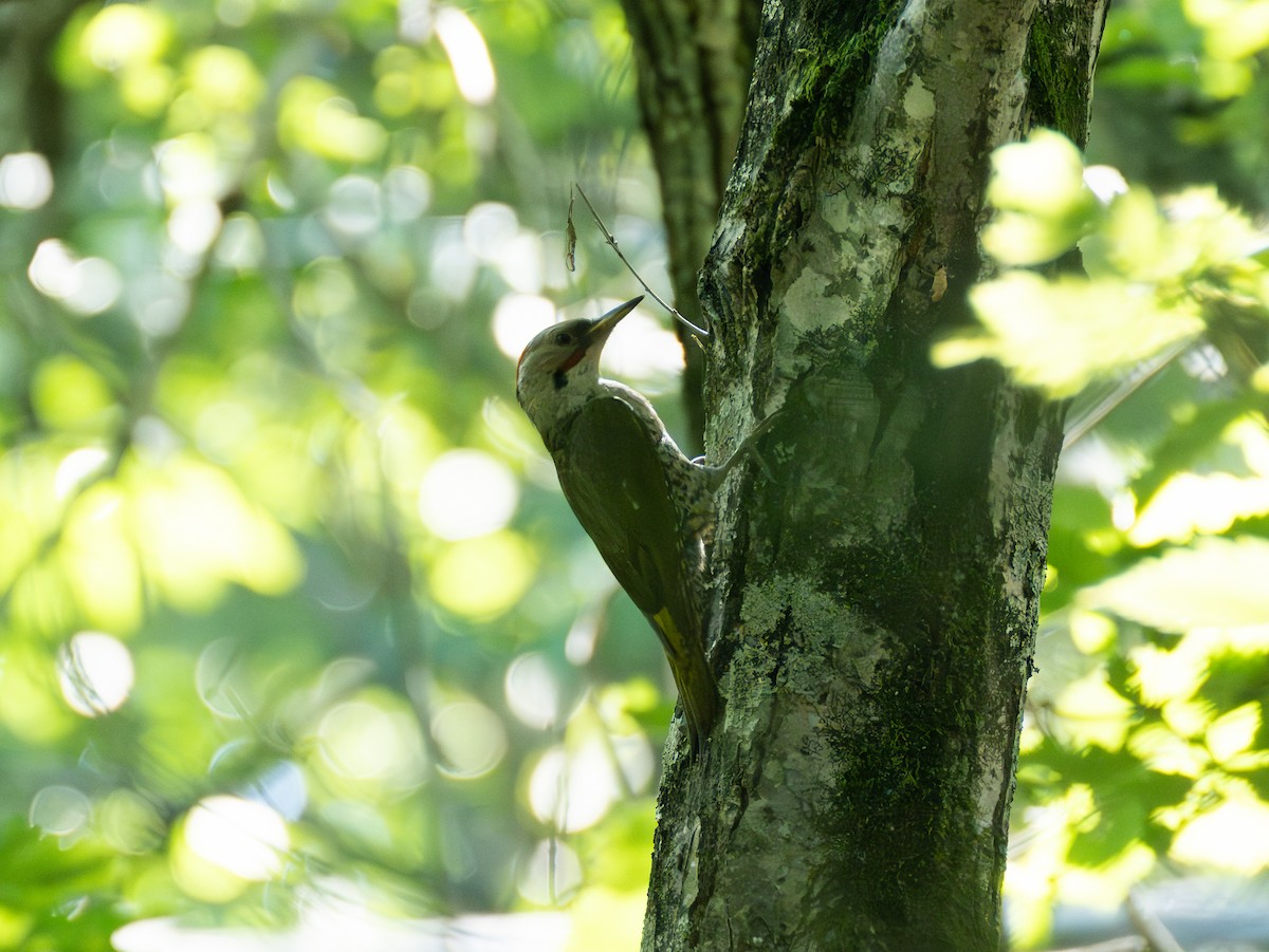 Japanese Woodpecker - ML639245877