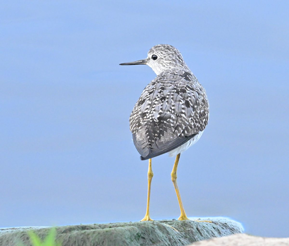 Lesser Yellowlegs - ML639245980