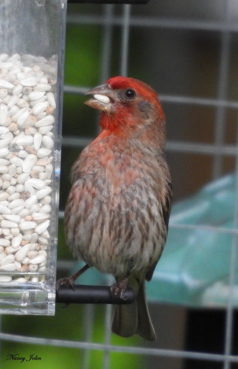 Roselin familier - ML639246112