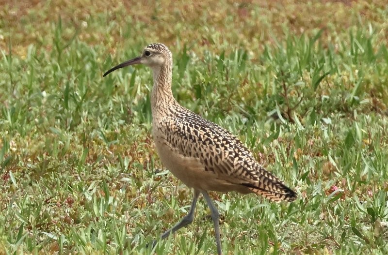 Long-billed Curlew - ML639246170