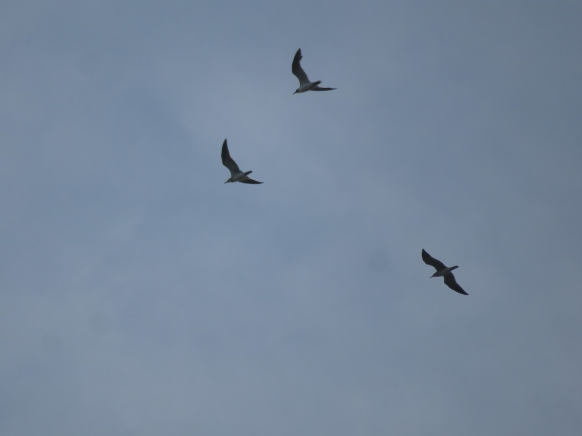 Laughing Gull - ML639246370