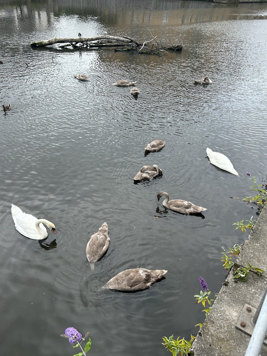 labuť velká - ML639246376