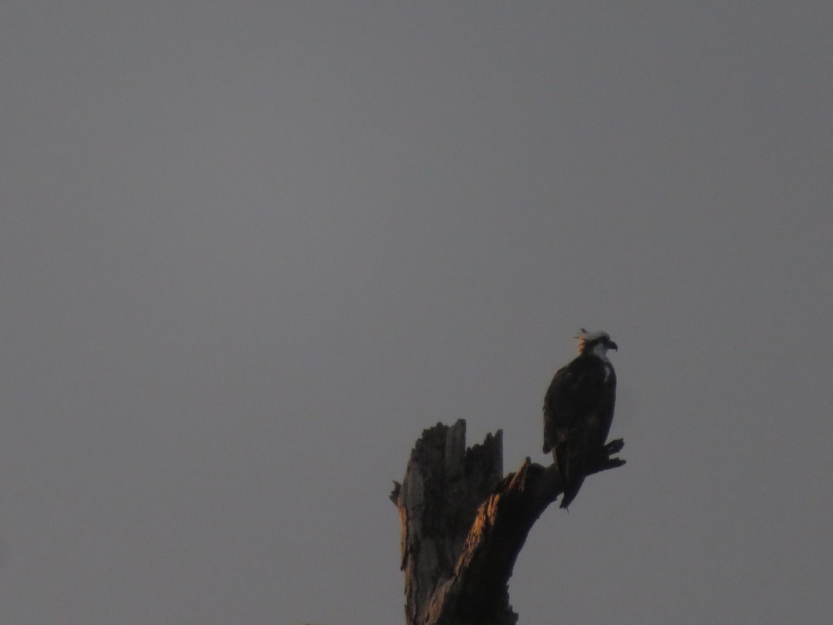 Osprey - ML639246403