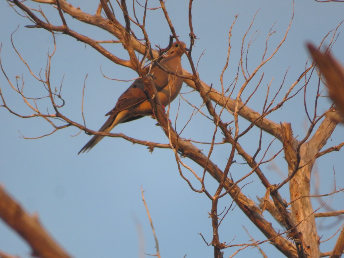 Mourning Dove - ML639246415