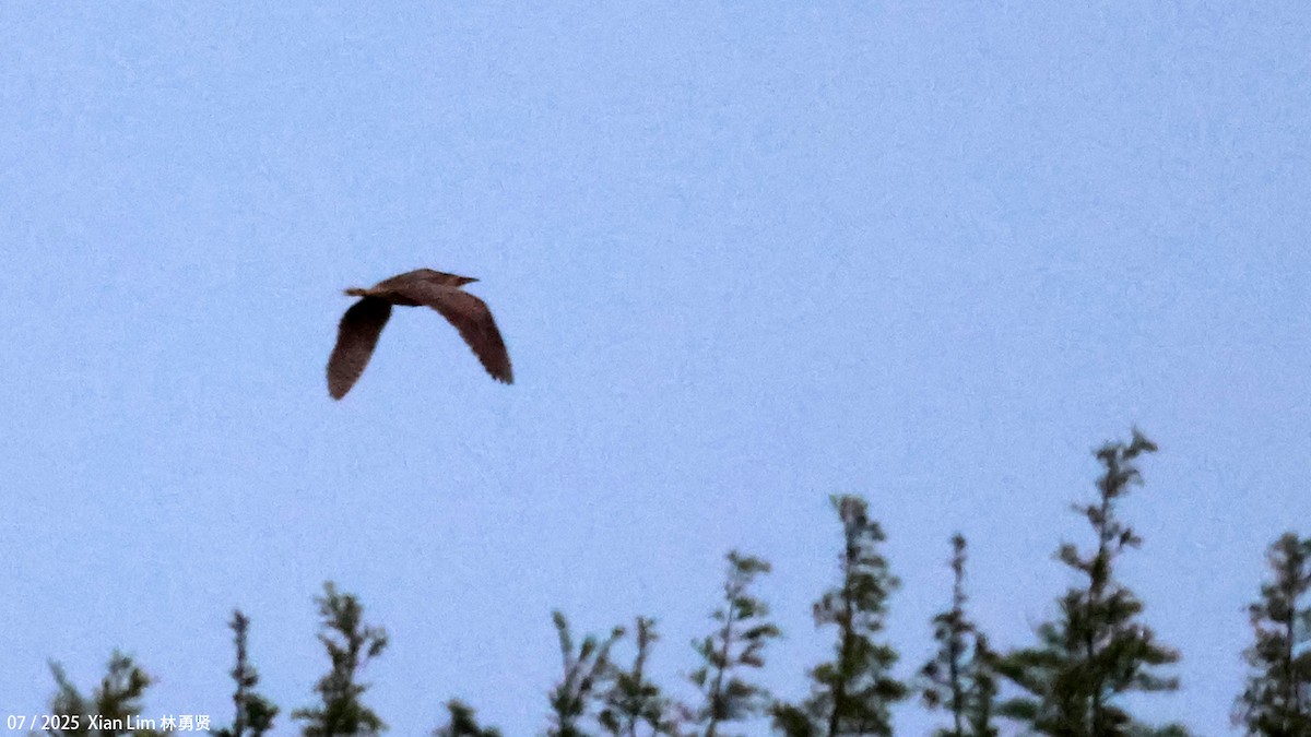 Eurasian Bittern - ML639246472
