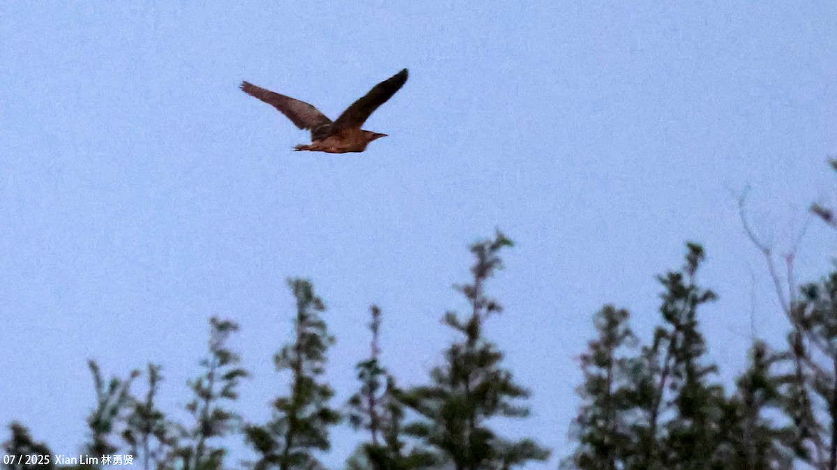 Eurasian Bittern - ML639246473