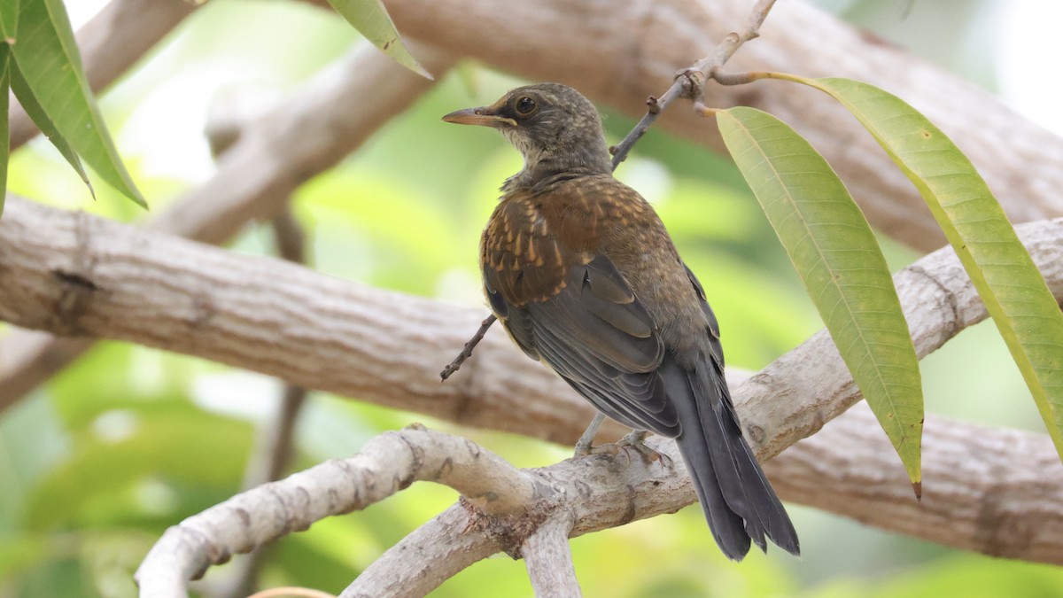 Rufous-backed Robin - ML639246583