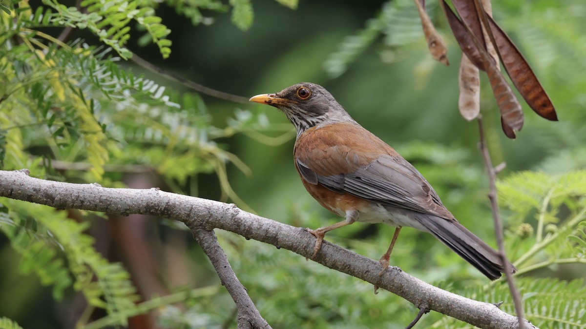 Rufous-backed Robin - ML639246585