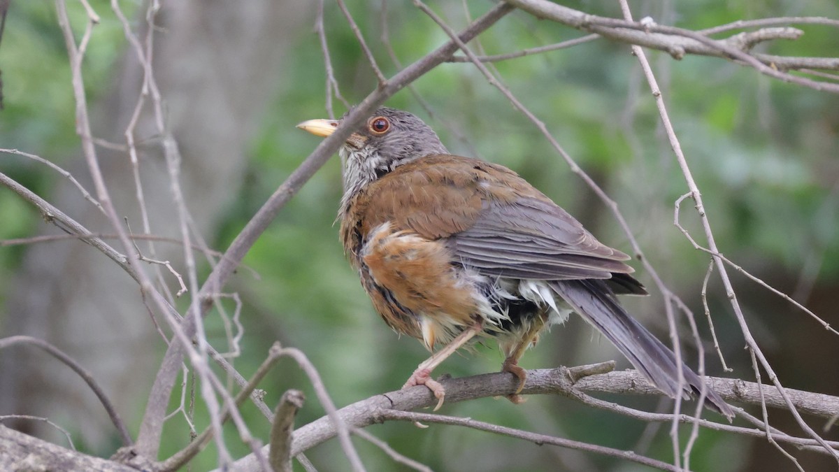 Rufous-backed Robin - ML639246586
