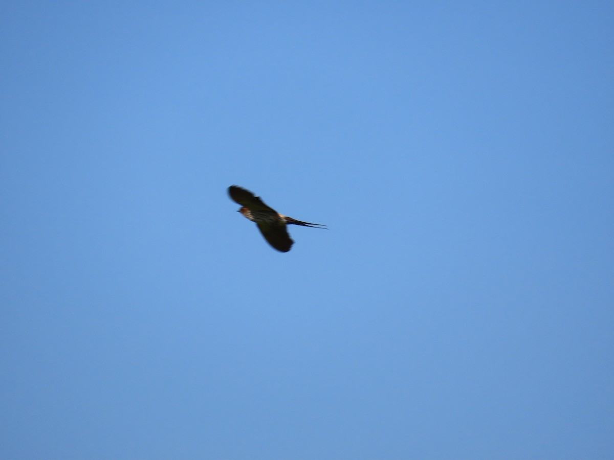 Eastern Red-rumped Swallow (Striated) - ML639246822