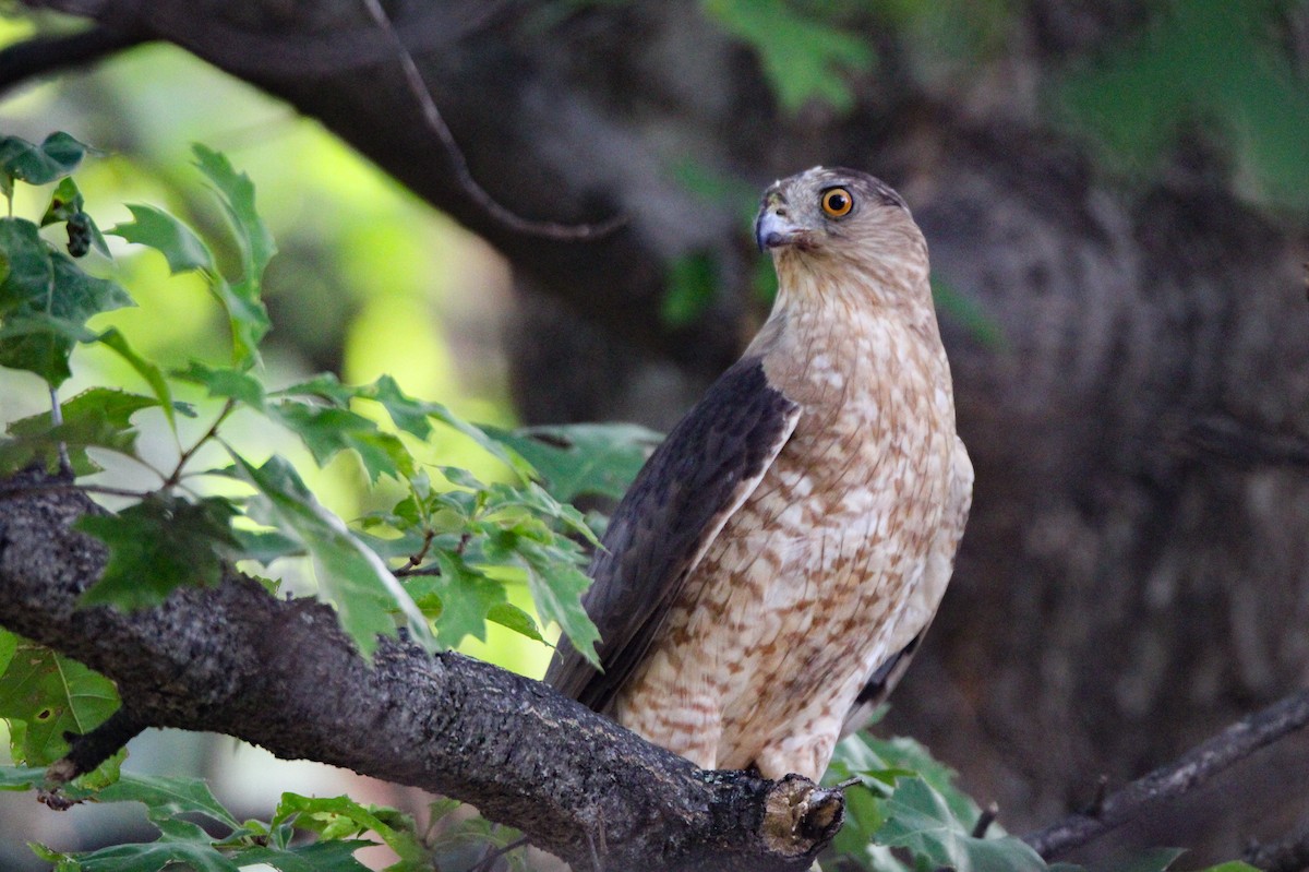Cooper's Hawk - ML639246882
